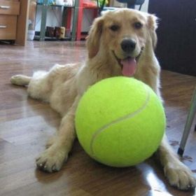 9.5 inch big tennis pet bite toy big inflatable tennis supplies outdoor cricket - Green
